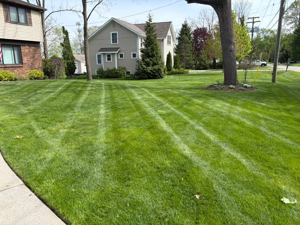 Perfectly striped front yard lawn mowing on residential street by Alfie's Lawn Care Rochester Hills